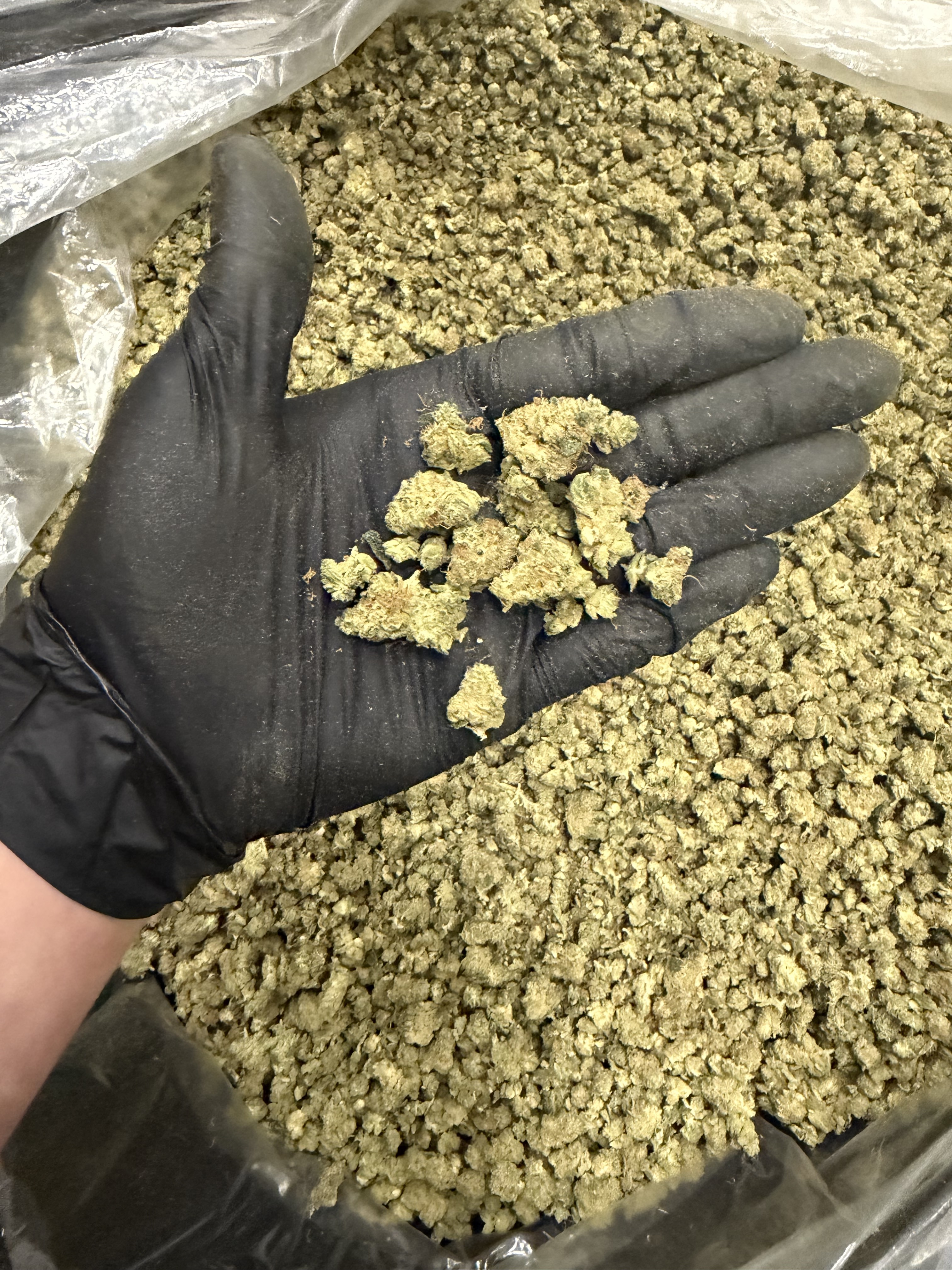 Animal Cookies