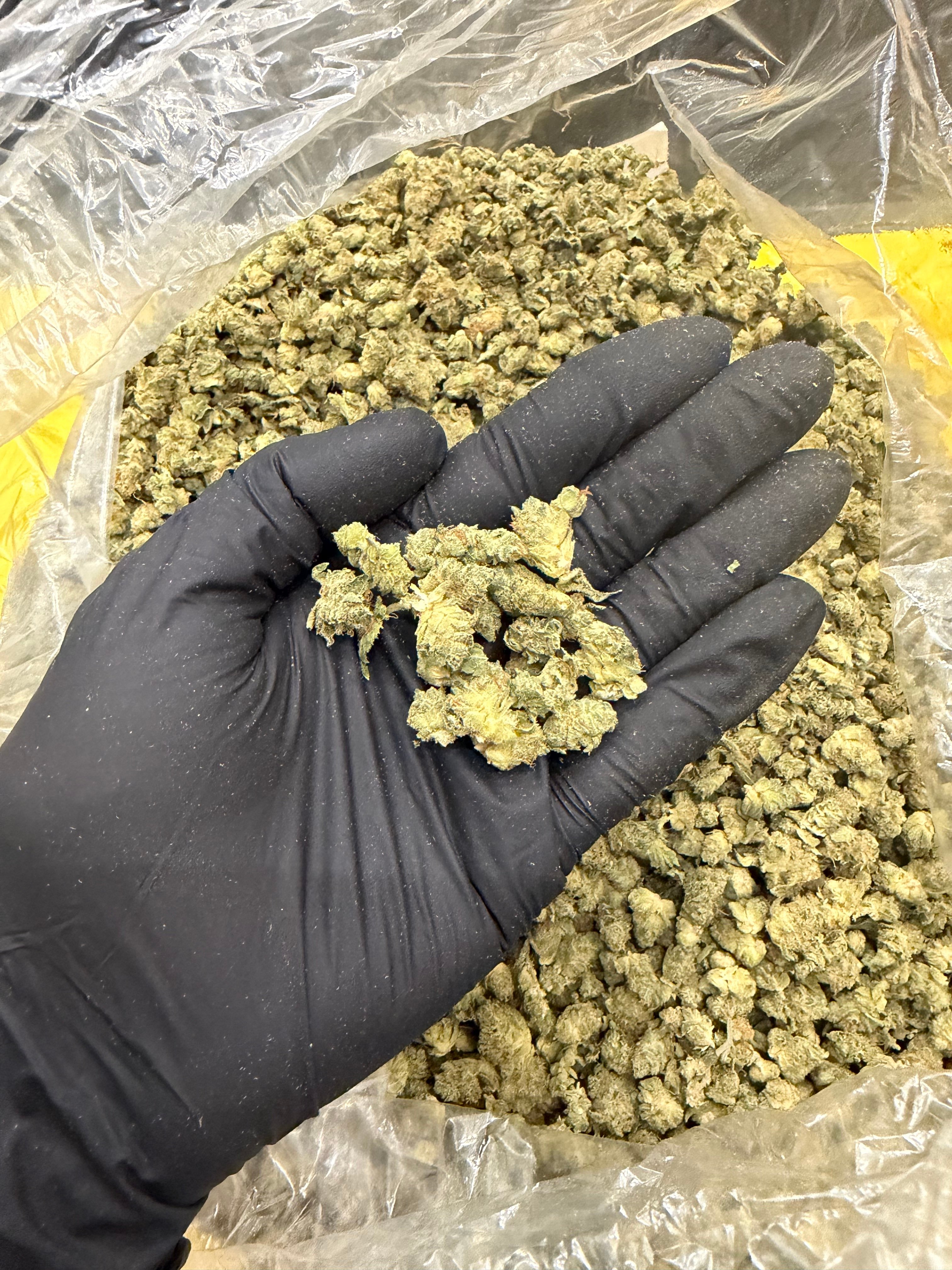 Lemon Hash Plant