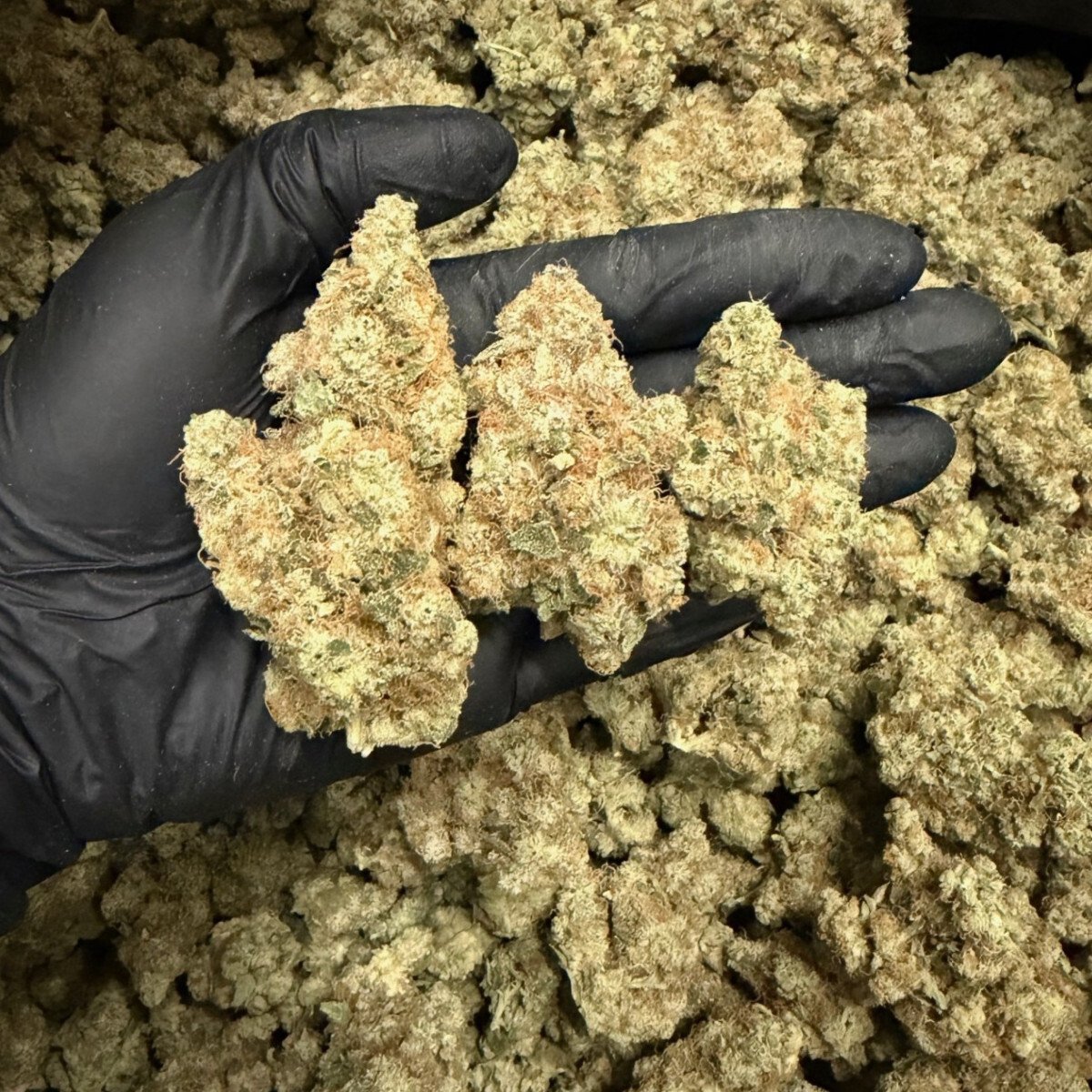Animal Cookies