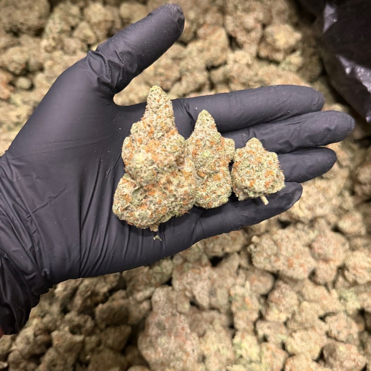 Blackberry Headband