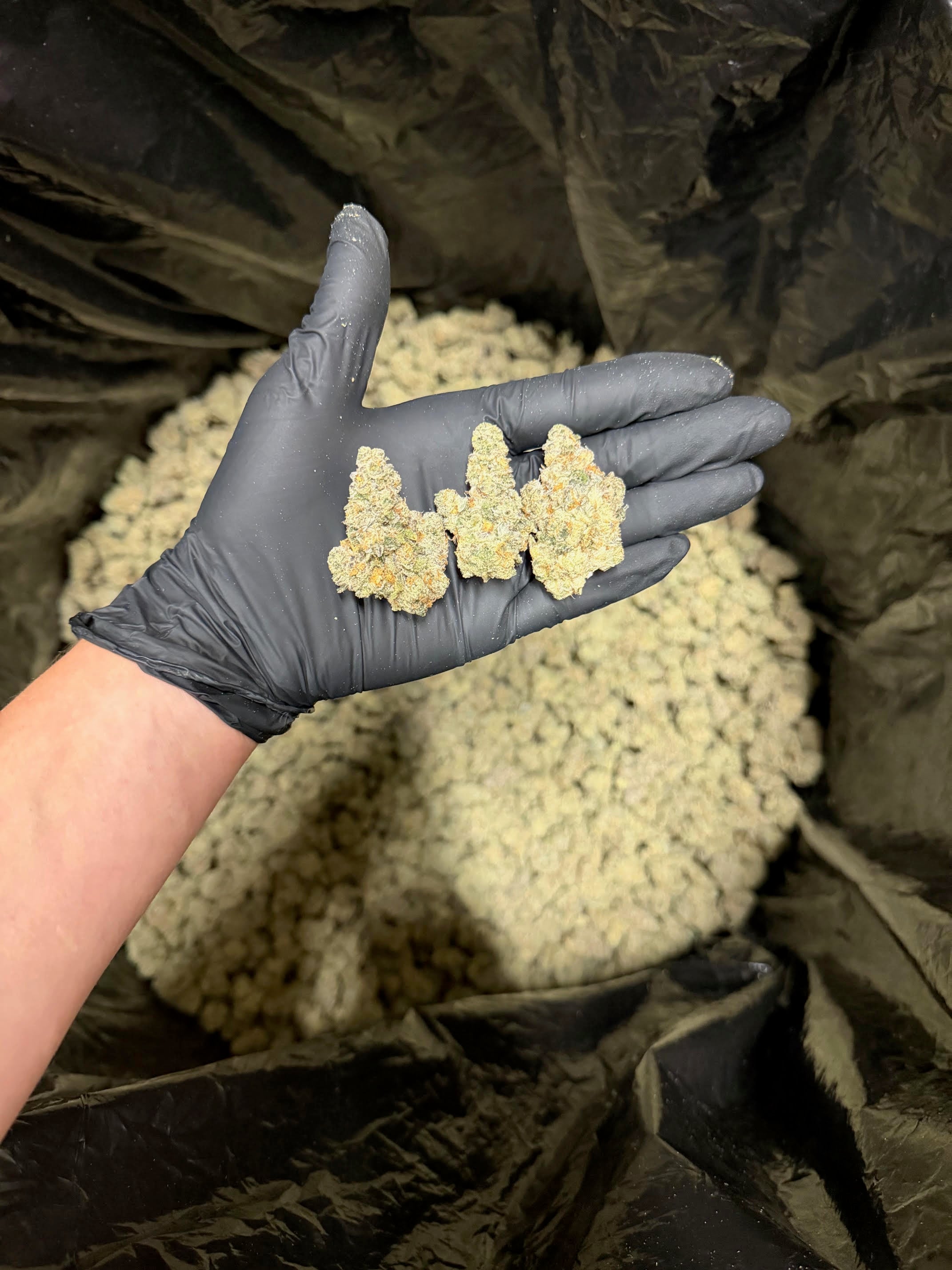 Club 33 Kush