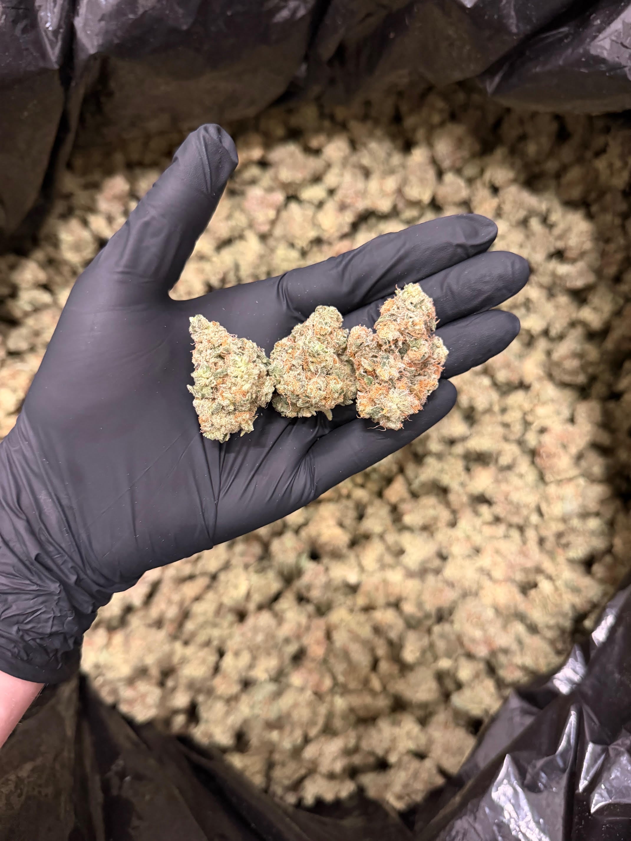 Crazy Cookies