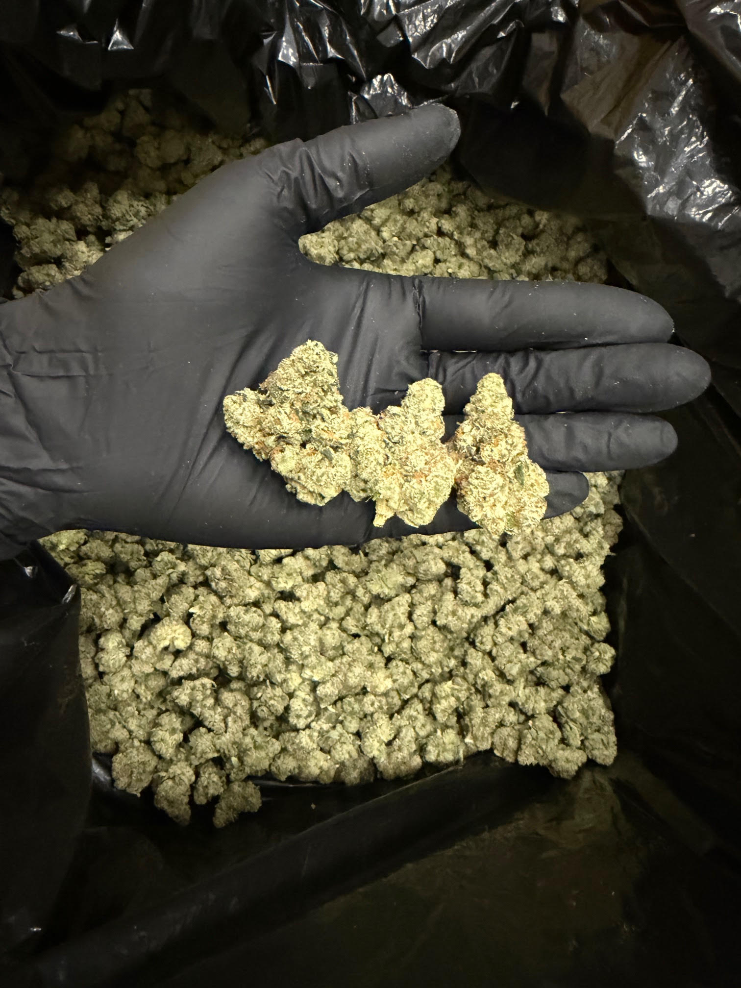 Gelato 33