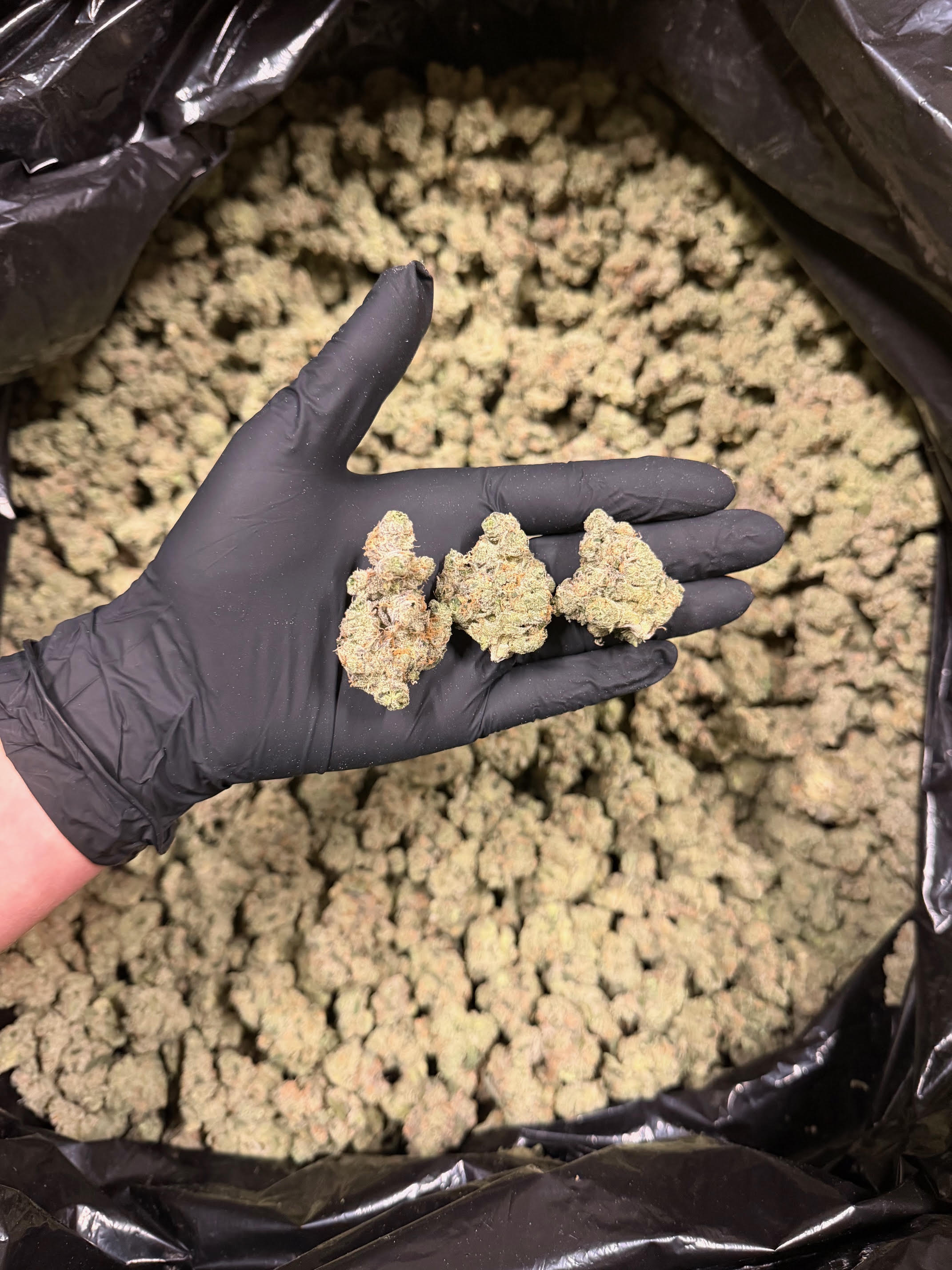 Gelato Punch