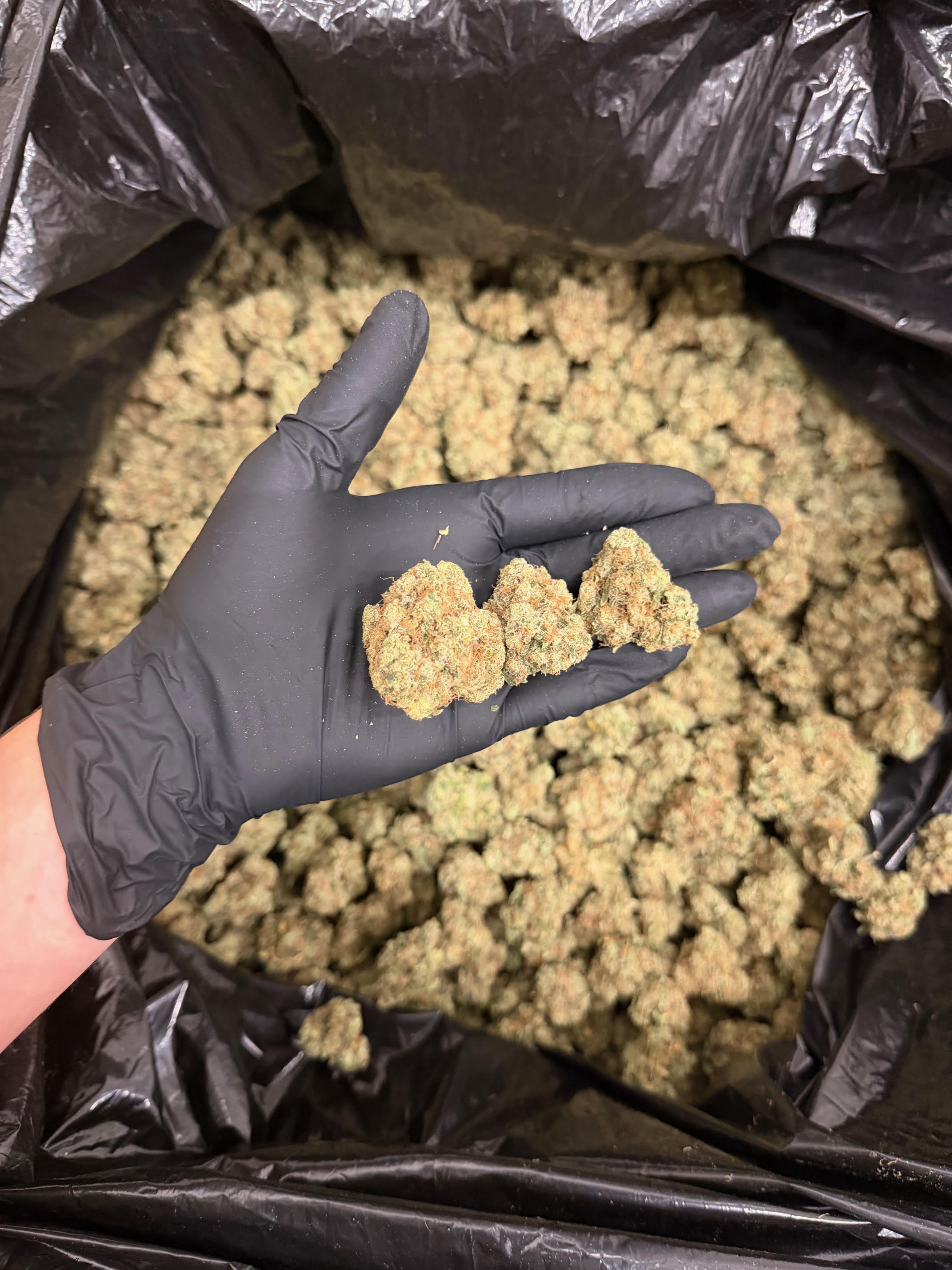 Ghost Train Haze