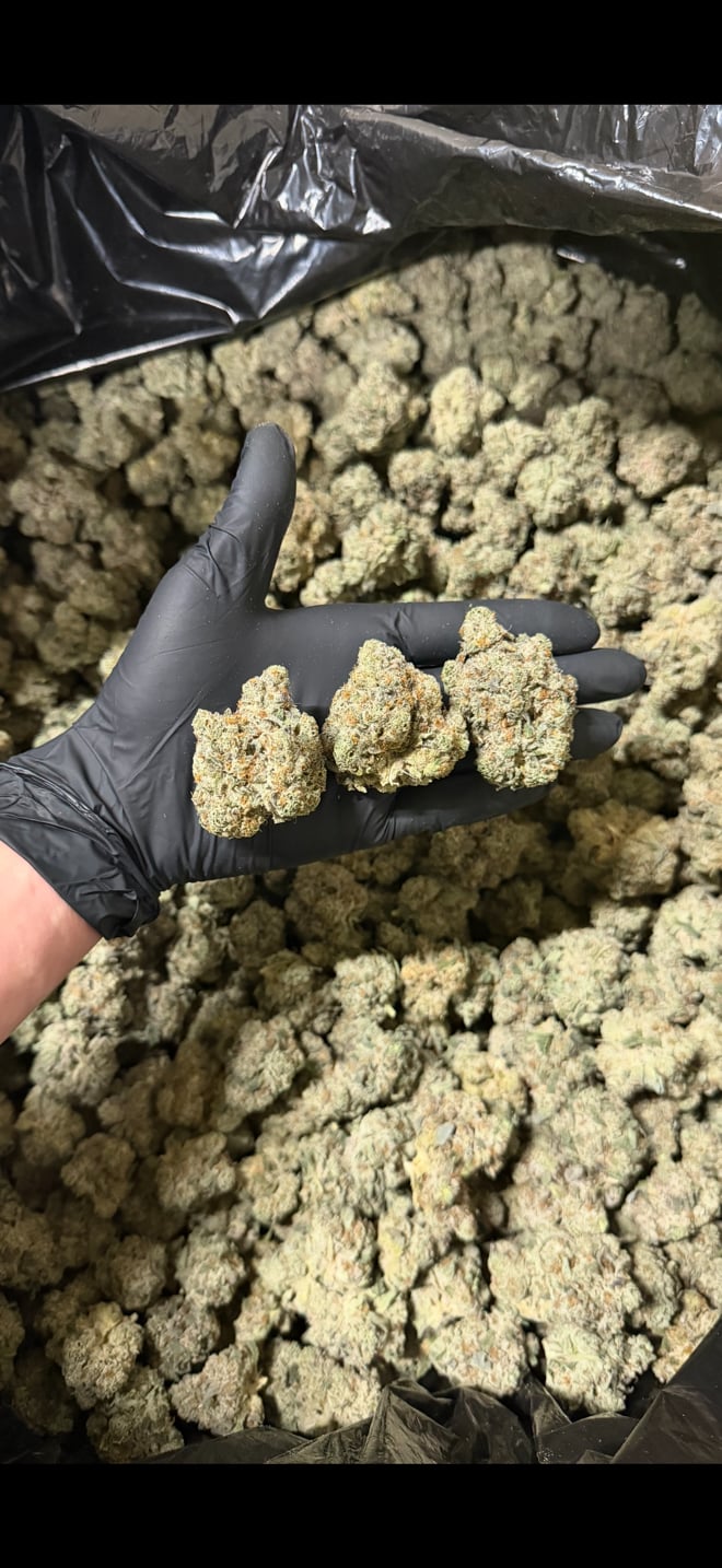 Grape Breath
