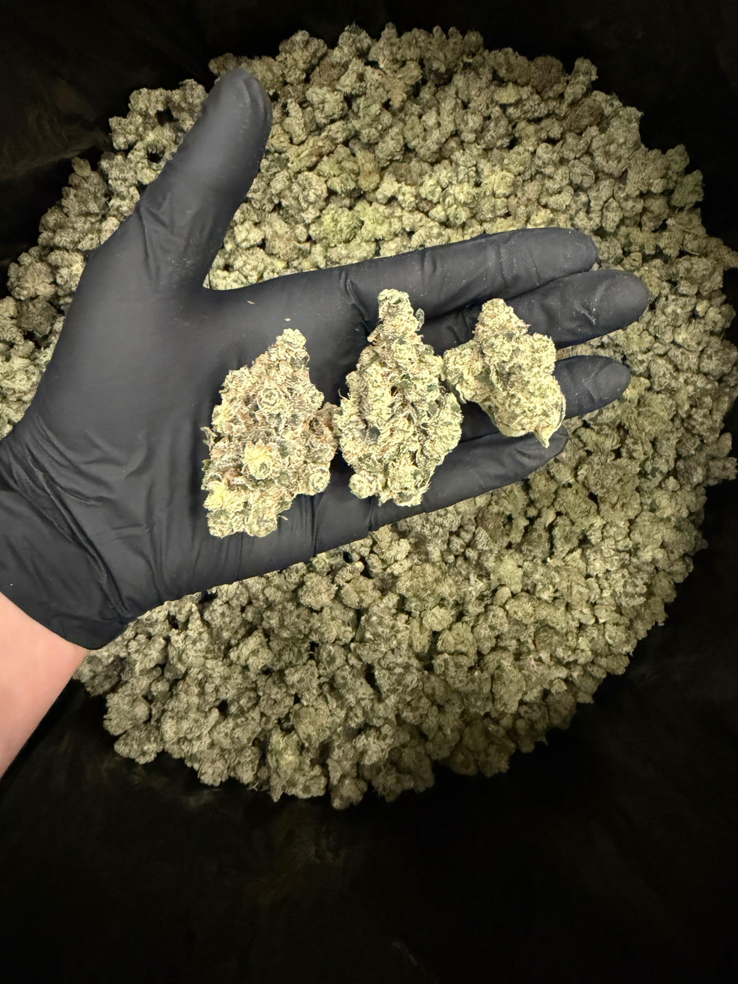 Grape Gas