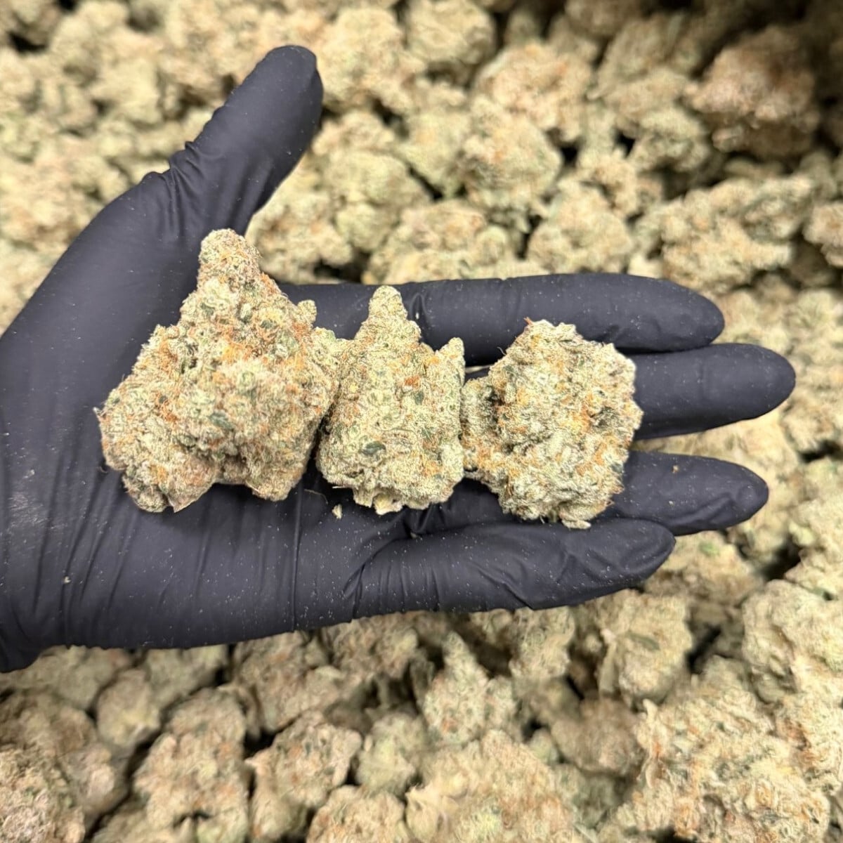 Koffee Breath