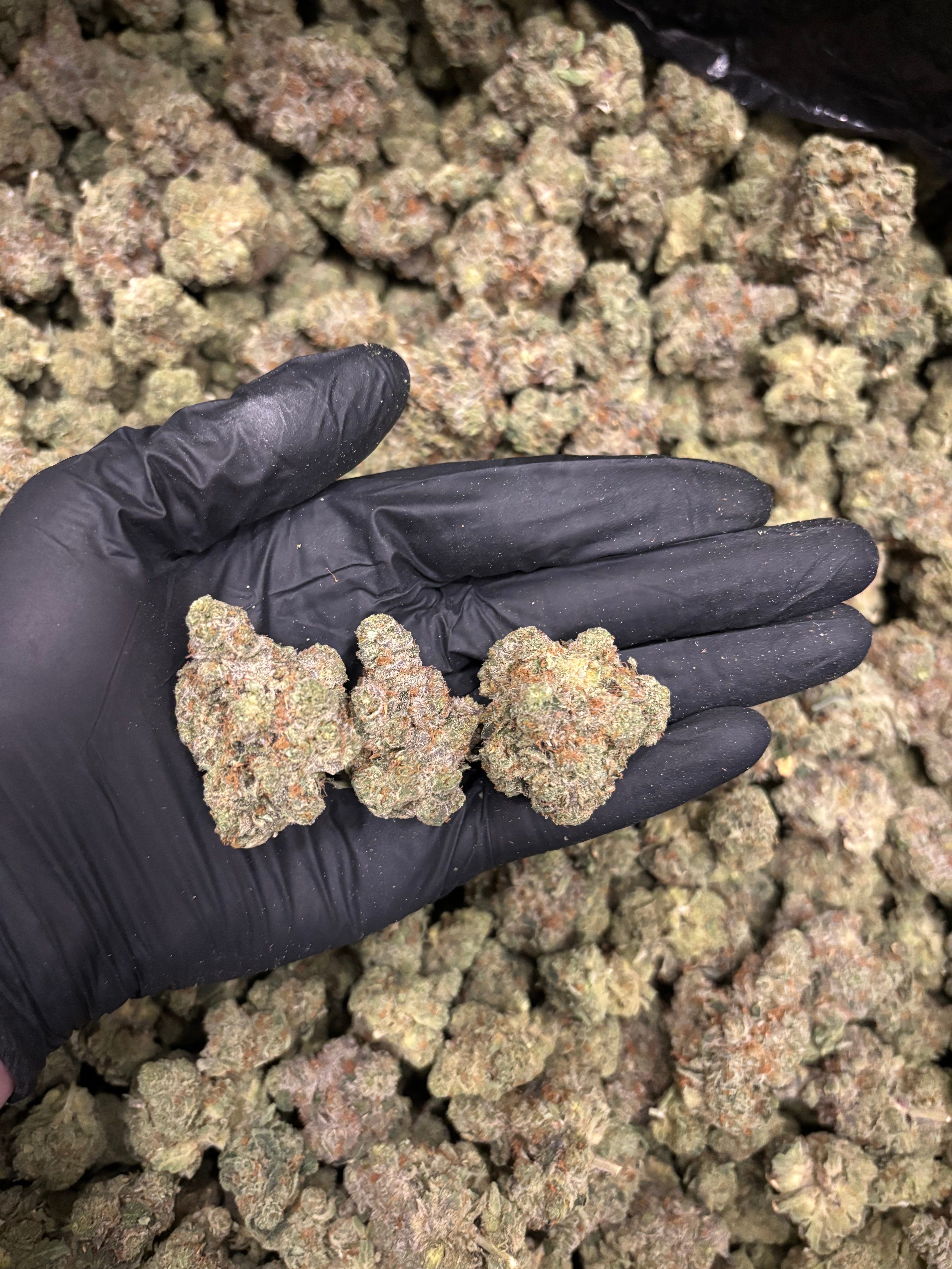 Lady Kush