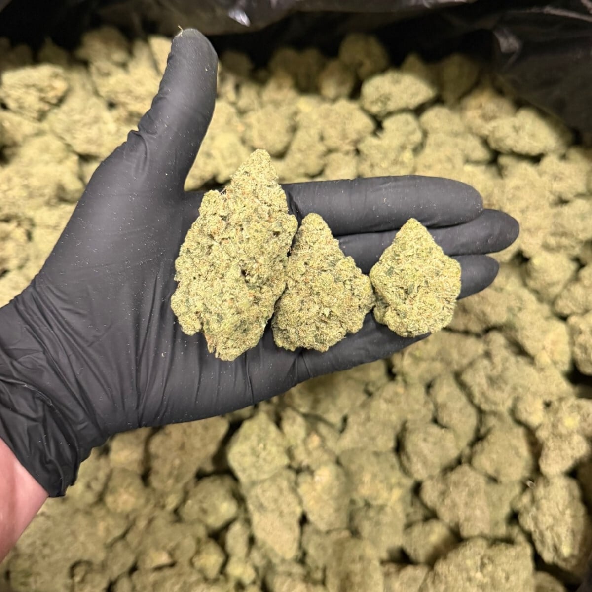 Poison OG