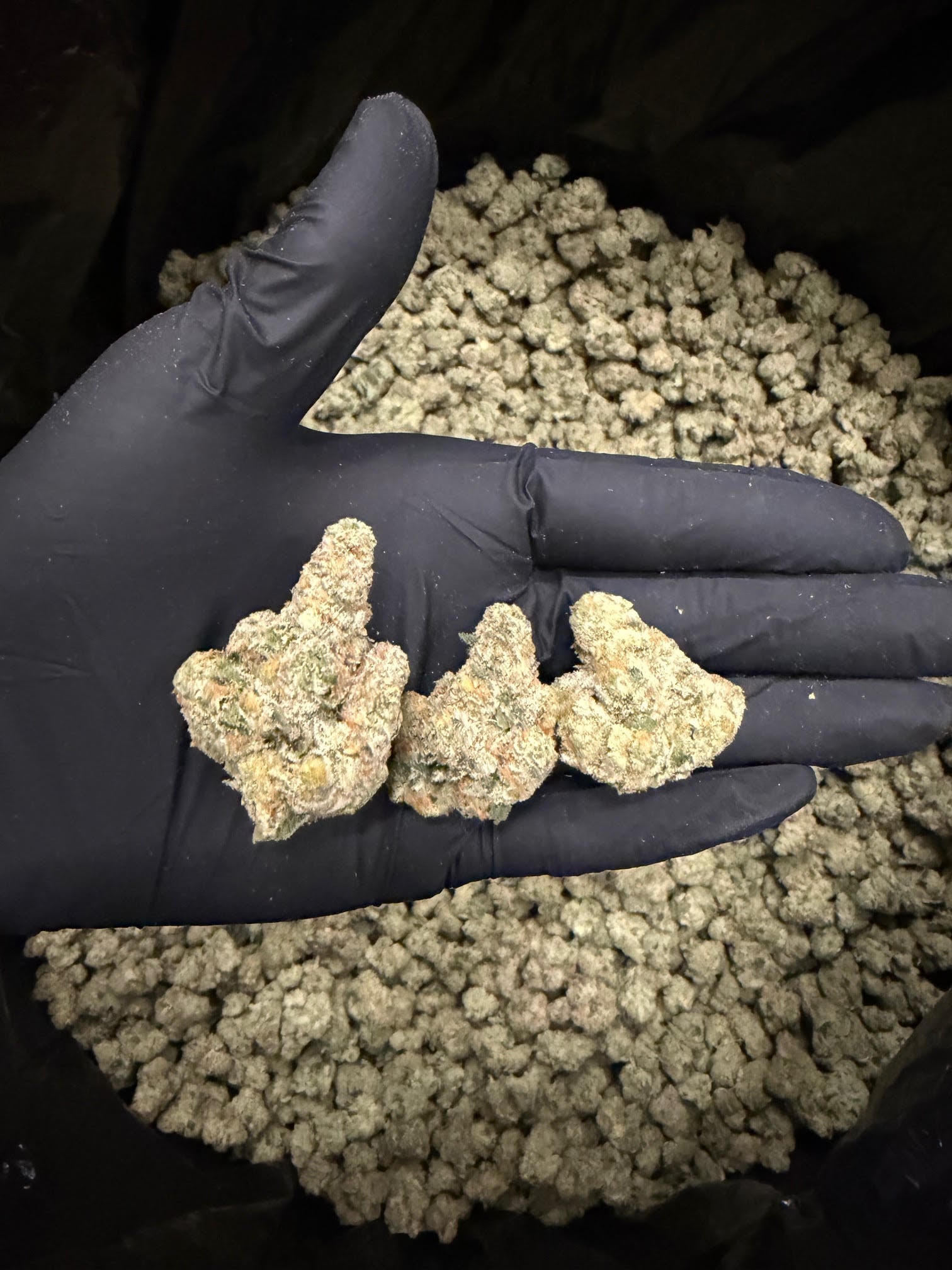 Purple Punch