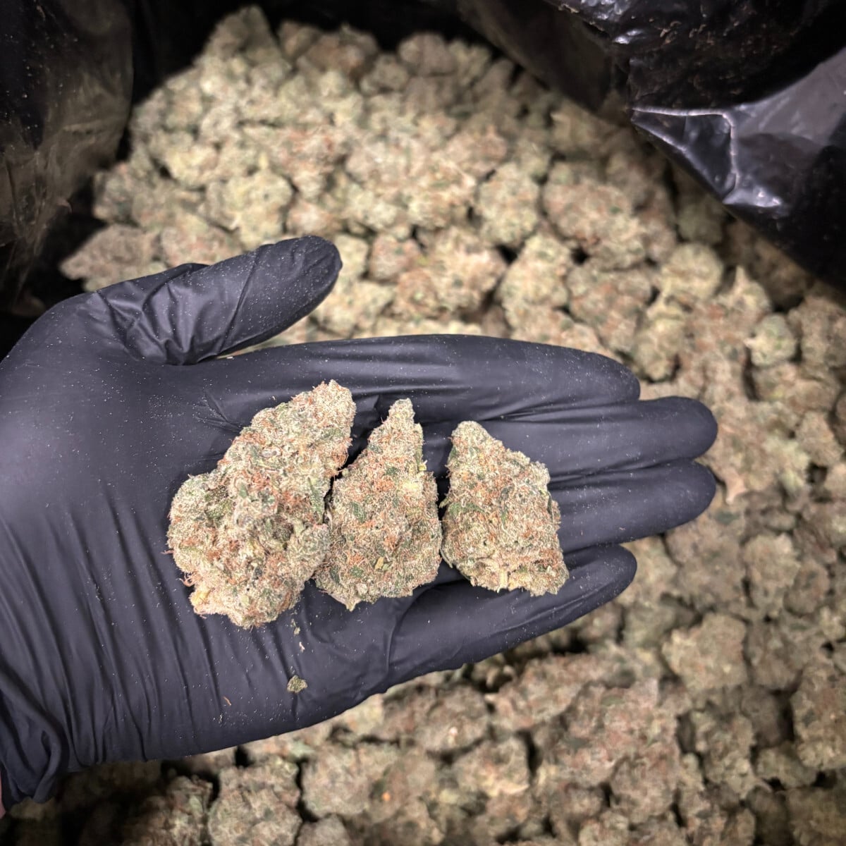 Tangie Candie